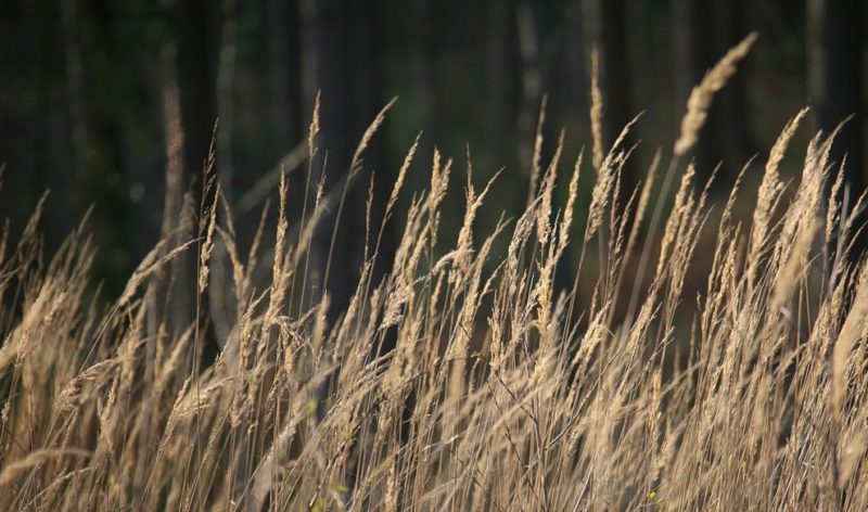 Promouvoir la chasse, défendre la ruralité, et préserver la biodiversité.