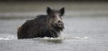 Sanglier dans l'eau chasse