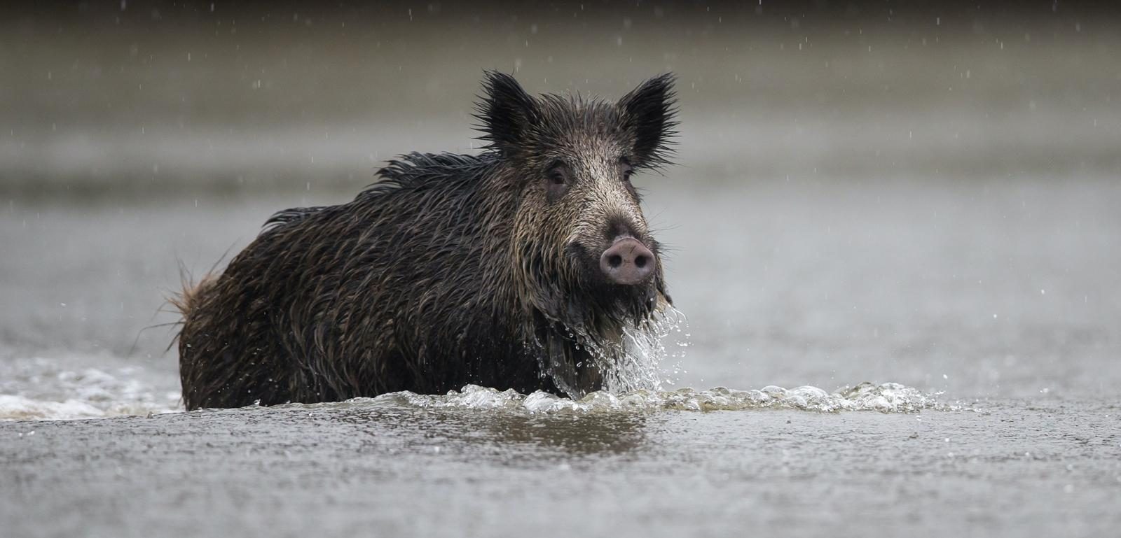 Sanglier dans l'eau chasse