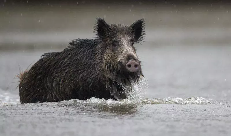 Sanglier dans l'eau chasse