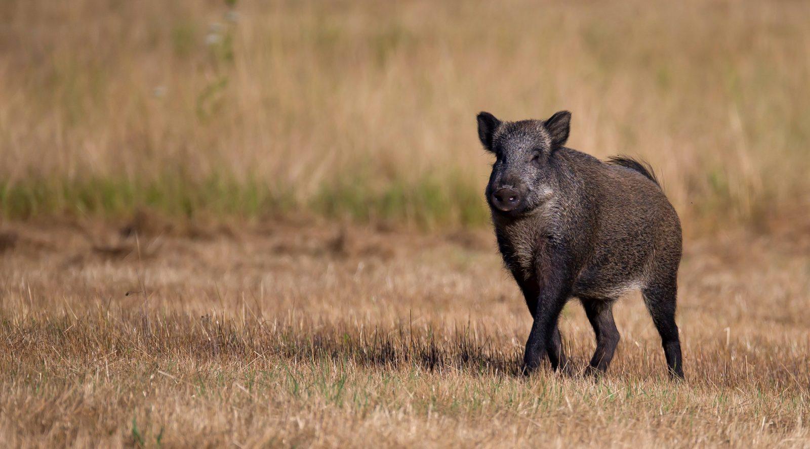 sanglier marche en plaine