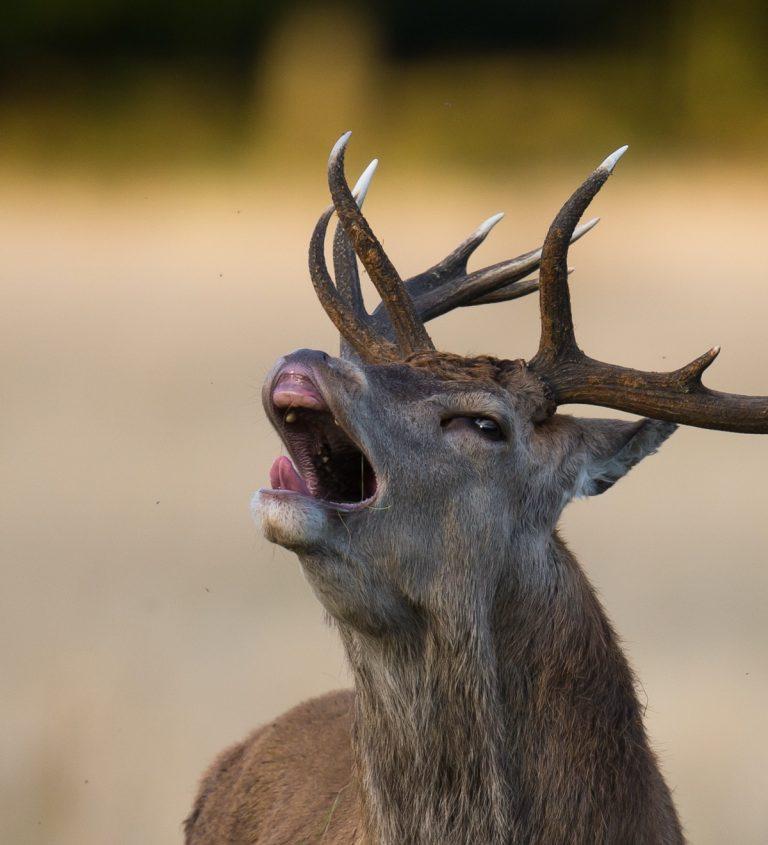 Cerf qui brame le brame du cerf