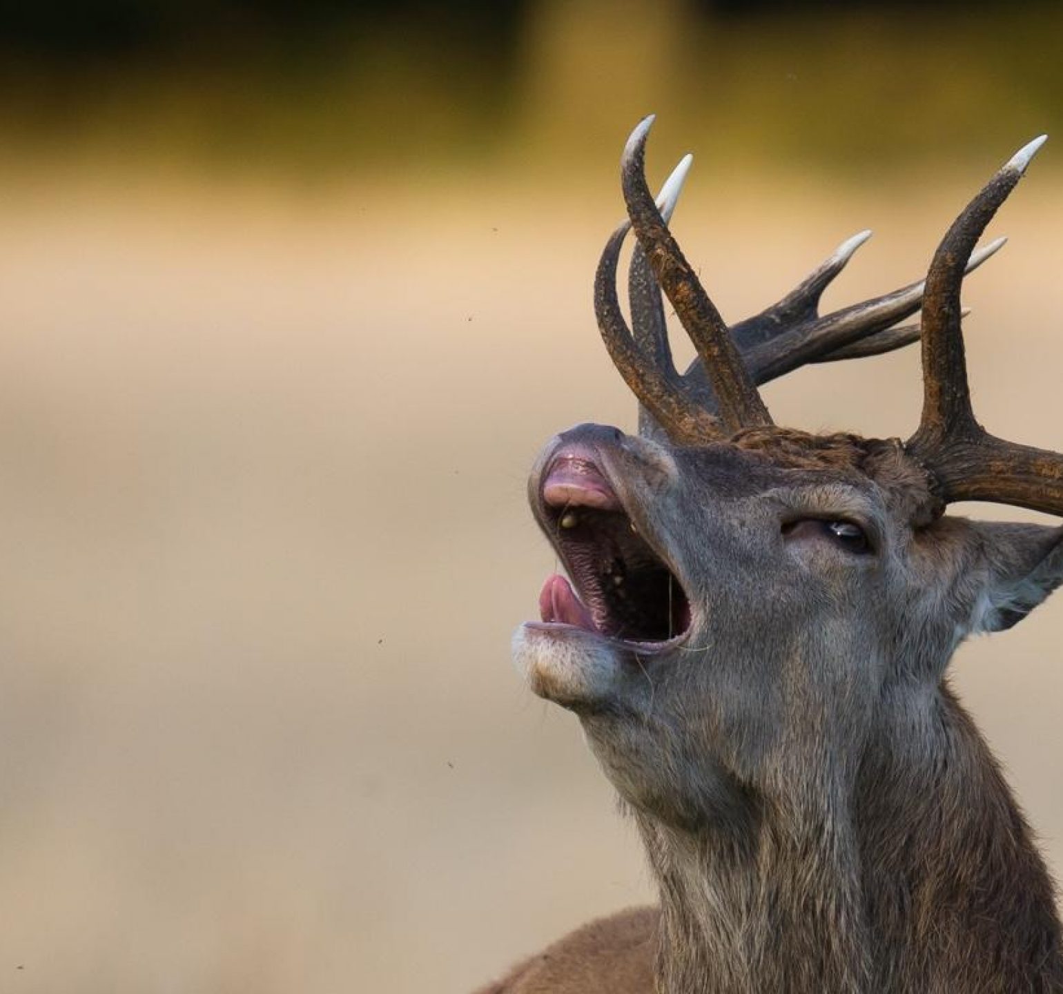 Brâme du cerf rut du cerf chasse