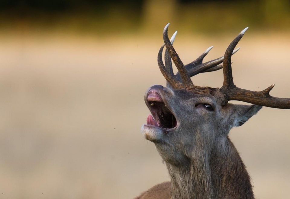 Brâme du cerf rut du cerf chasse