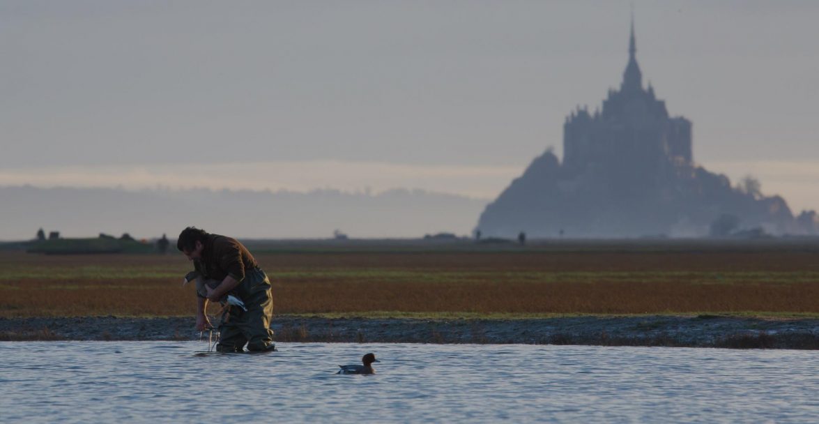 appelants canards et oies baie du mont saint michel chasse gibier d'eau