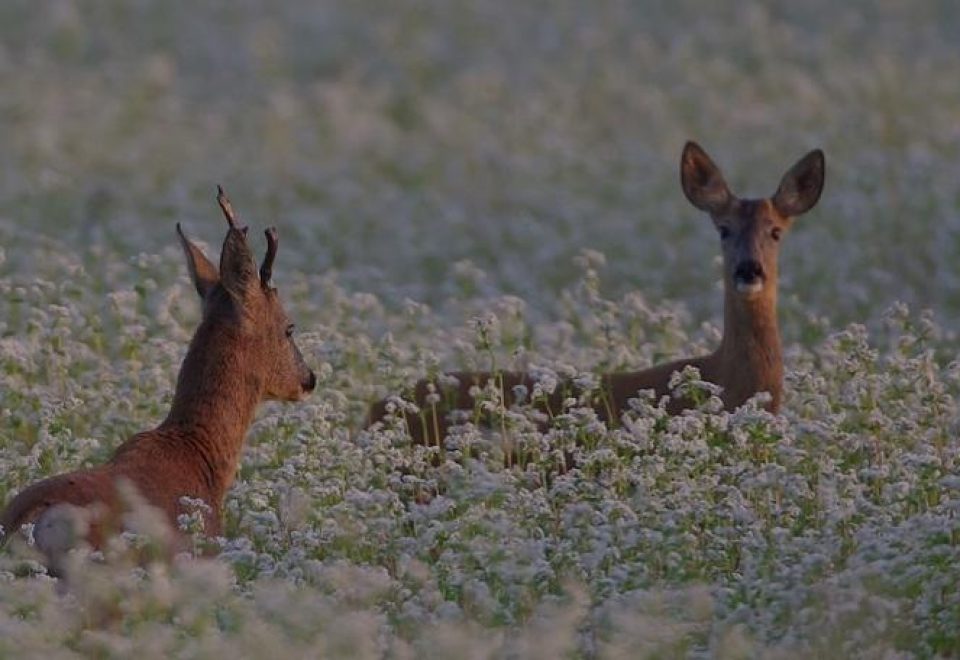 chevreuil rut brocard et chevrette dans un champs