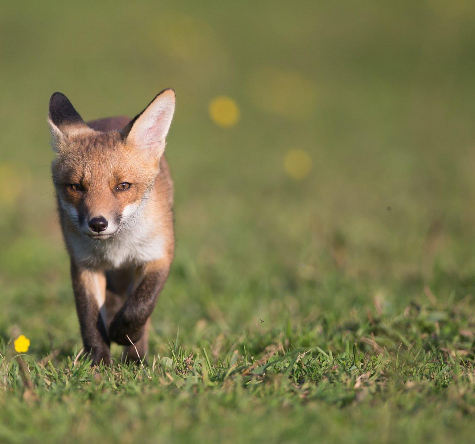 photo d'un renard chasse