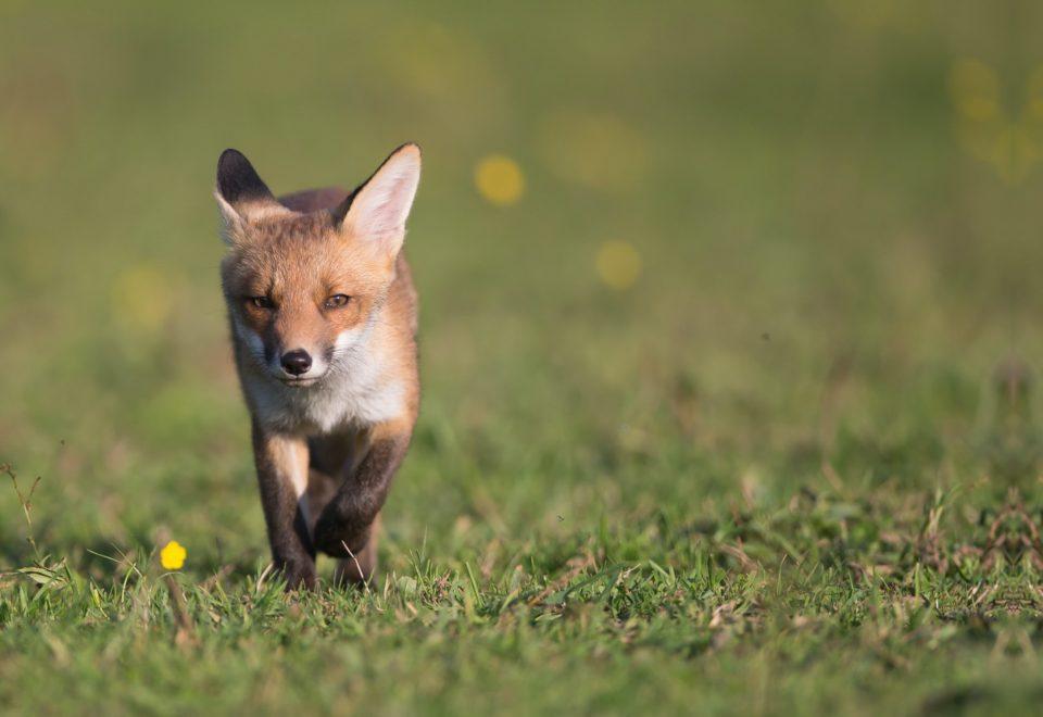 photo d'un renard chasse