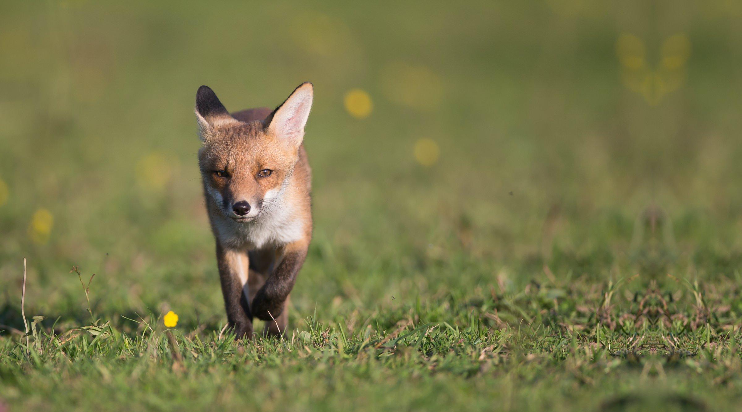 photo d'un renard chasse