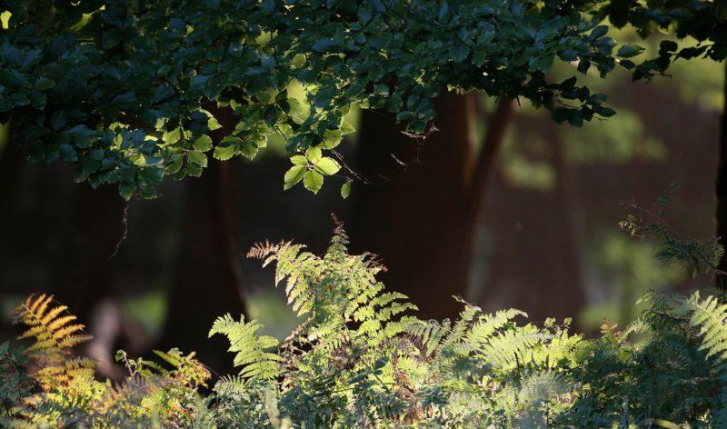 image forêt rayon de soleil