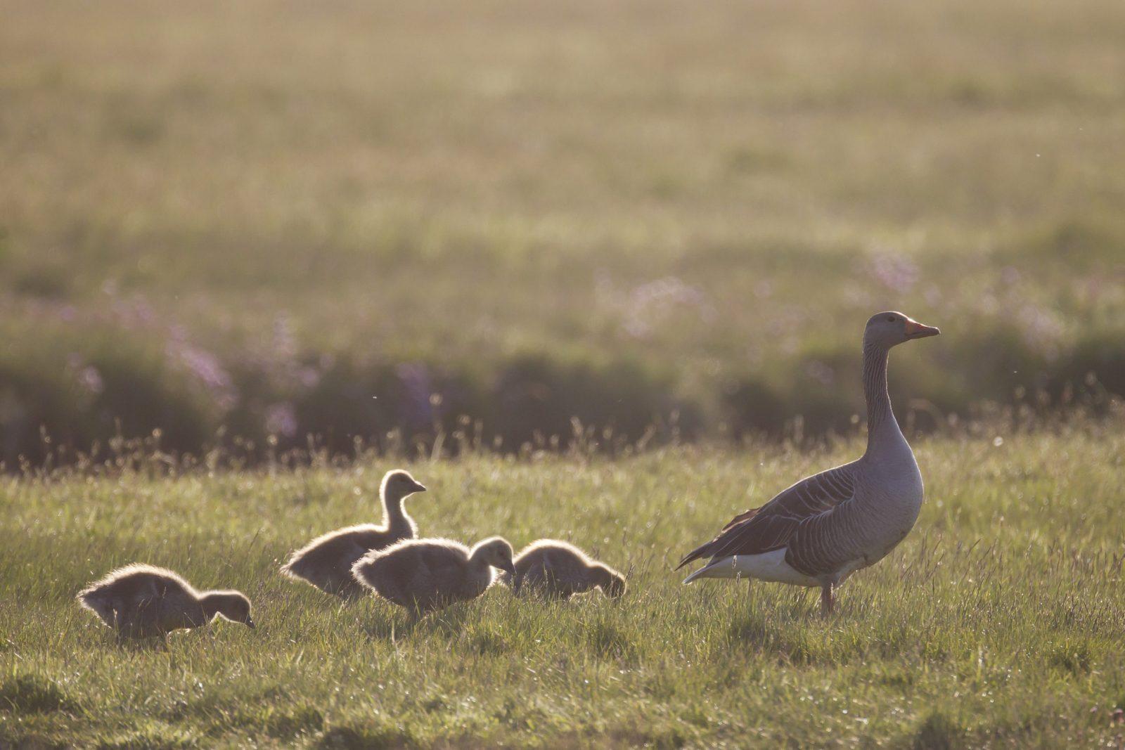 photo famille oies cendrées mère et petits