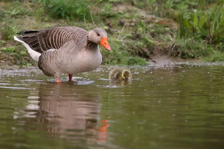 une oie cendrée posée sur un point d'eau