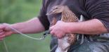 chasseur pose un appelant sur une canne