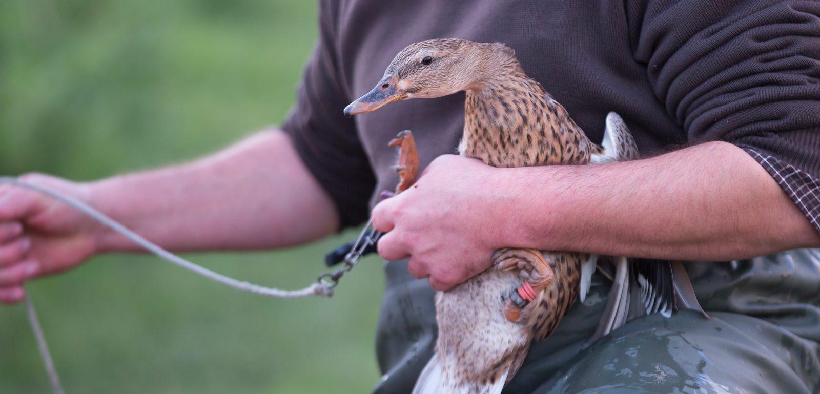 chasseur pose un appelant sur une canne