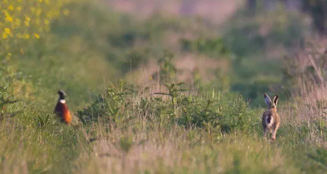 Chasse à l'arc - Fédération départementale des chasseurs de la Marne