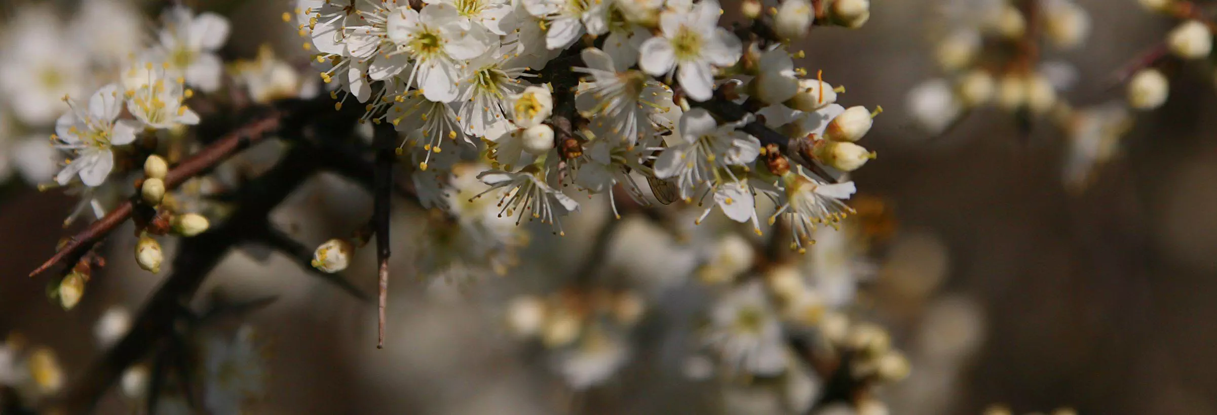 arbre fleuri