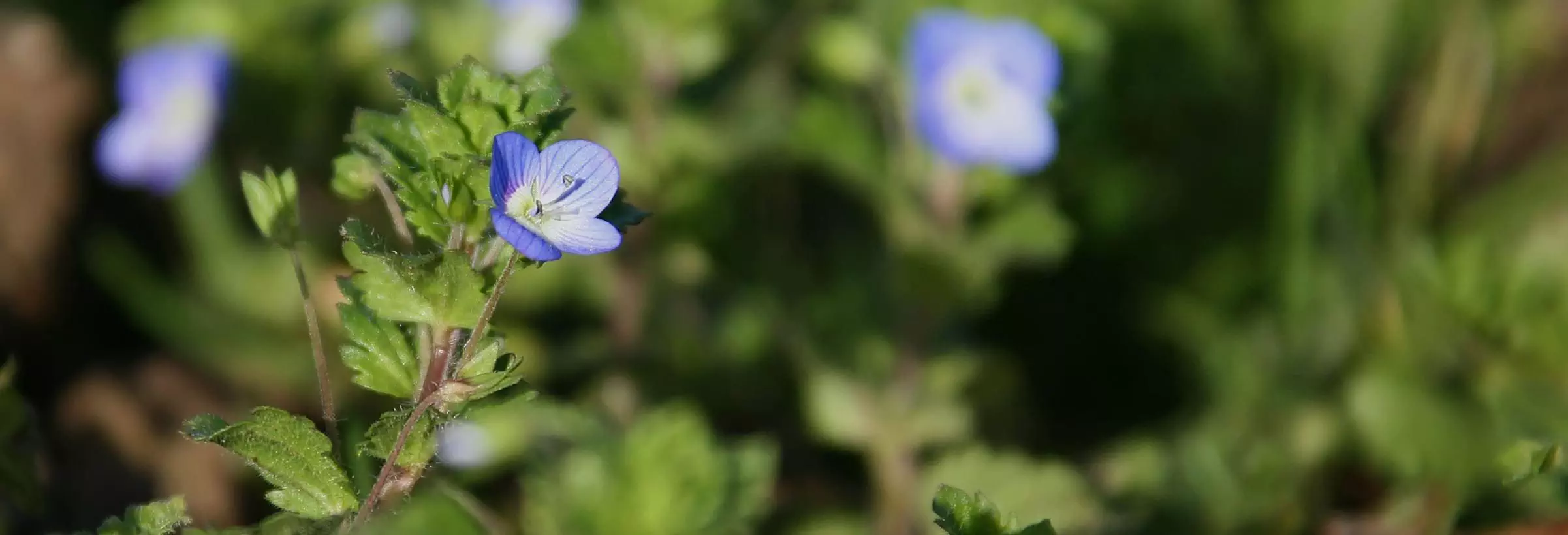fleurs