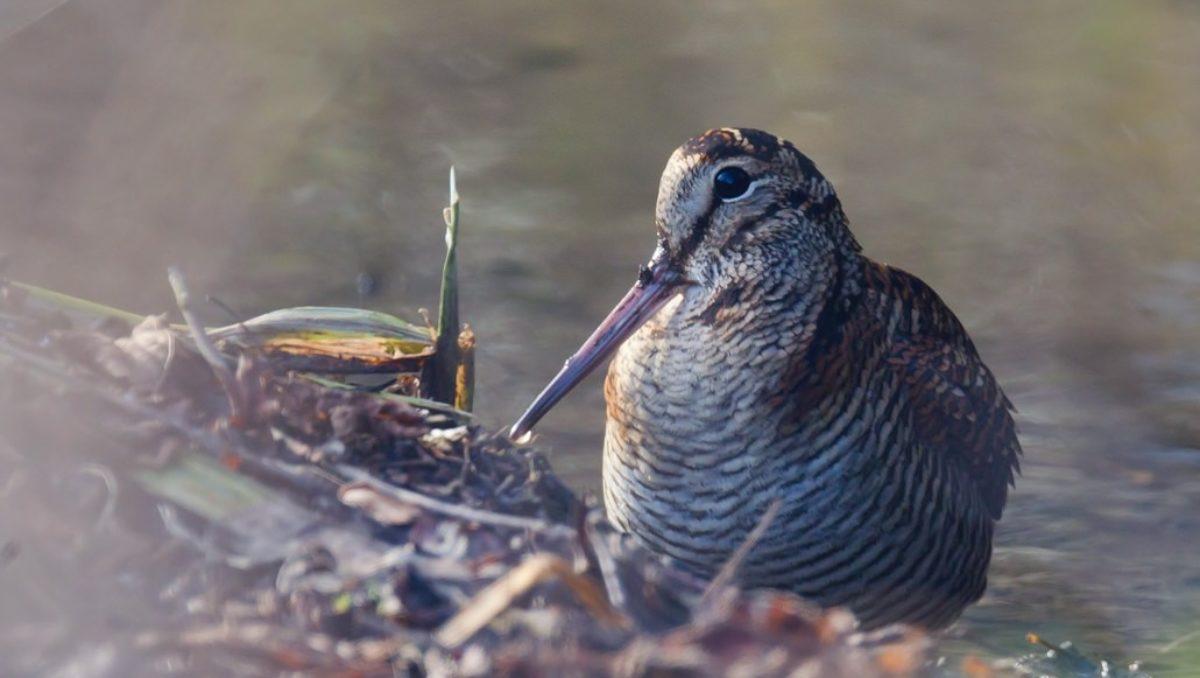 Une bécasse posée