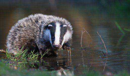 photo d'un Blaireau dans l'eau