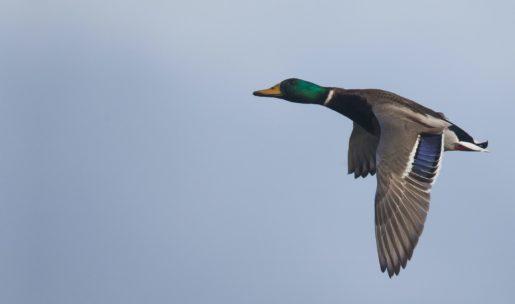 photo canard colvert