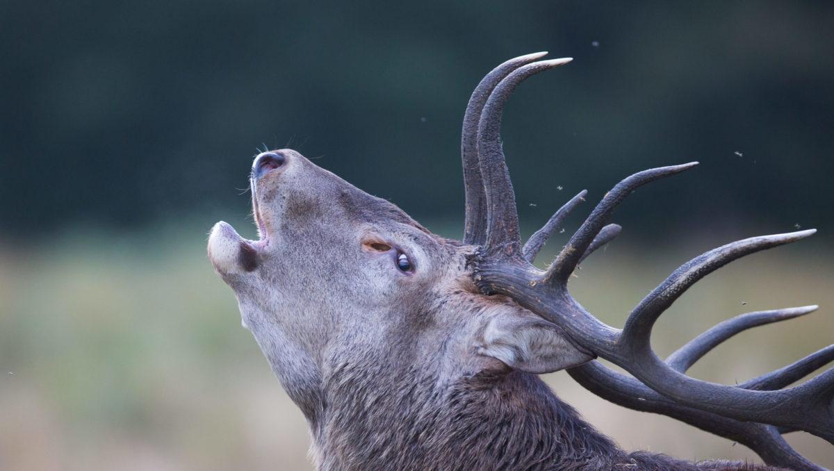 le brame du cerf grand dix cors en plaine