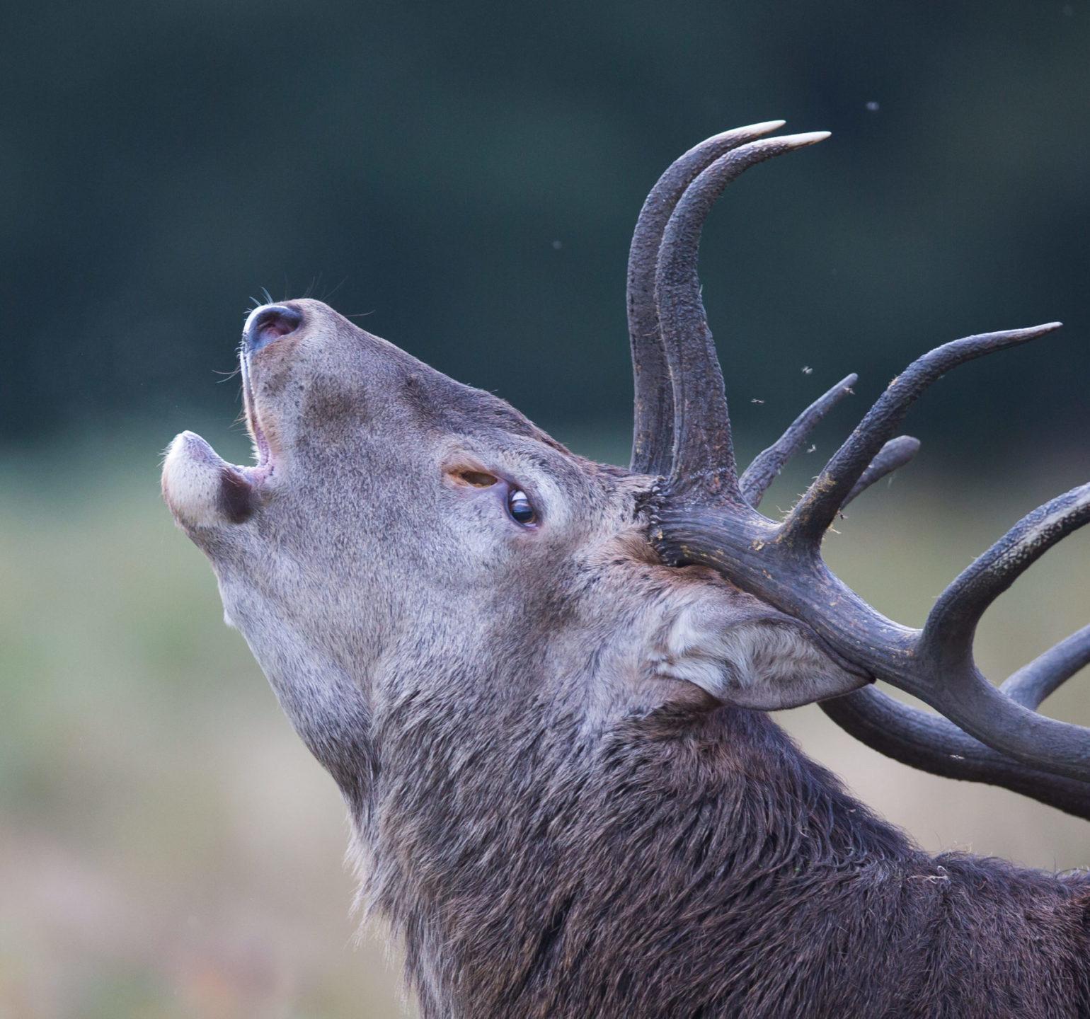 le brame du cerf grand dix cors en plaine