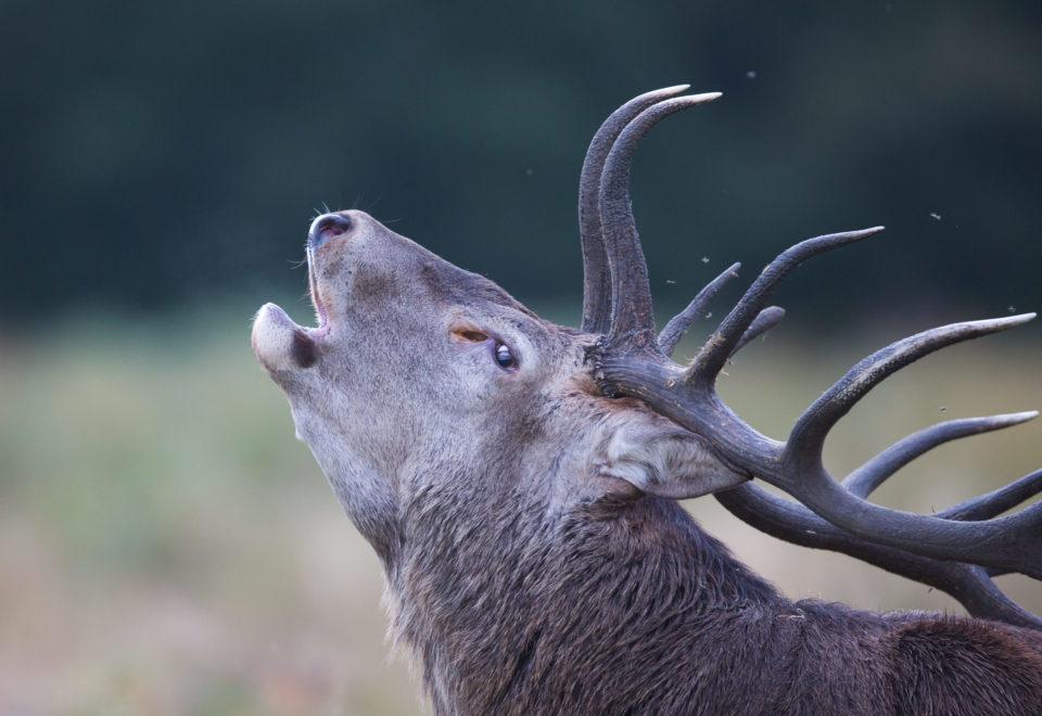 le brame du cerf grand dix cors en plaine