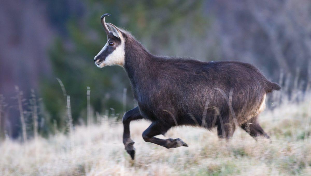 chamois court dans la montagne