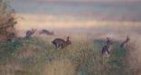des lièvres courent sur un chemin rural dans un champs