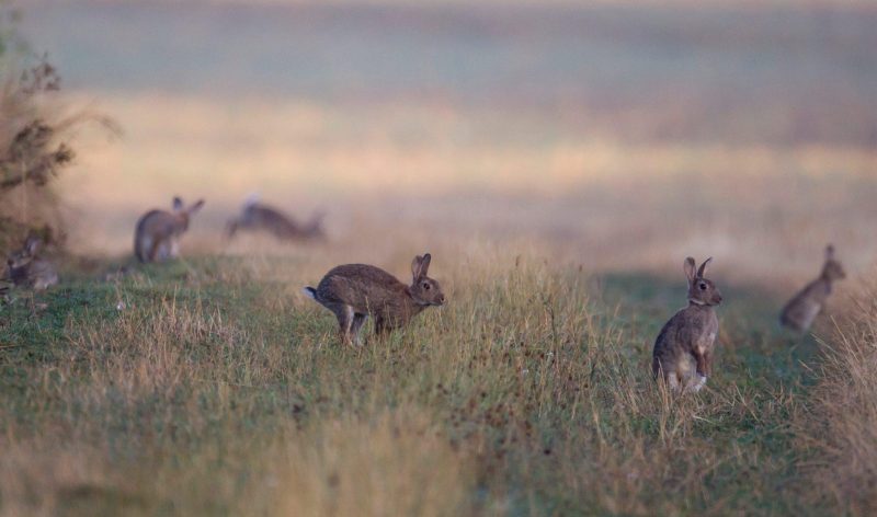 des lièvres courent sur un chemin rural dans un champs