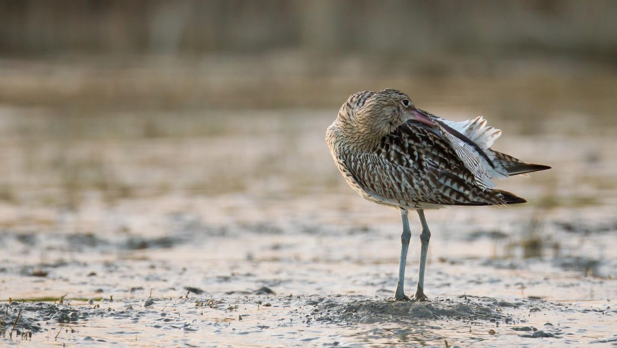 photo oiseau courlis cendré