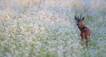 Chevreuil brocard dans un champs de fleurs