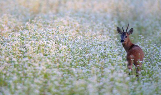 Chevreuil brocard dans un champs de fleurs