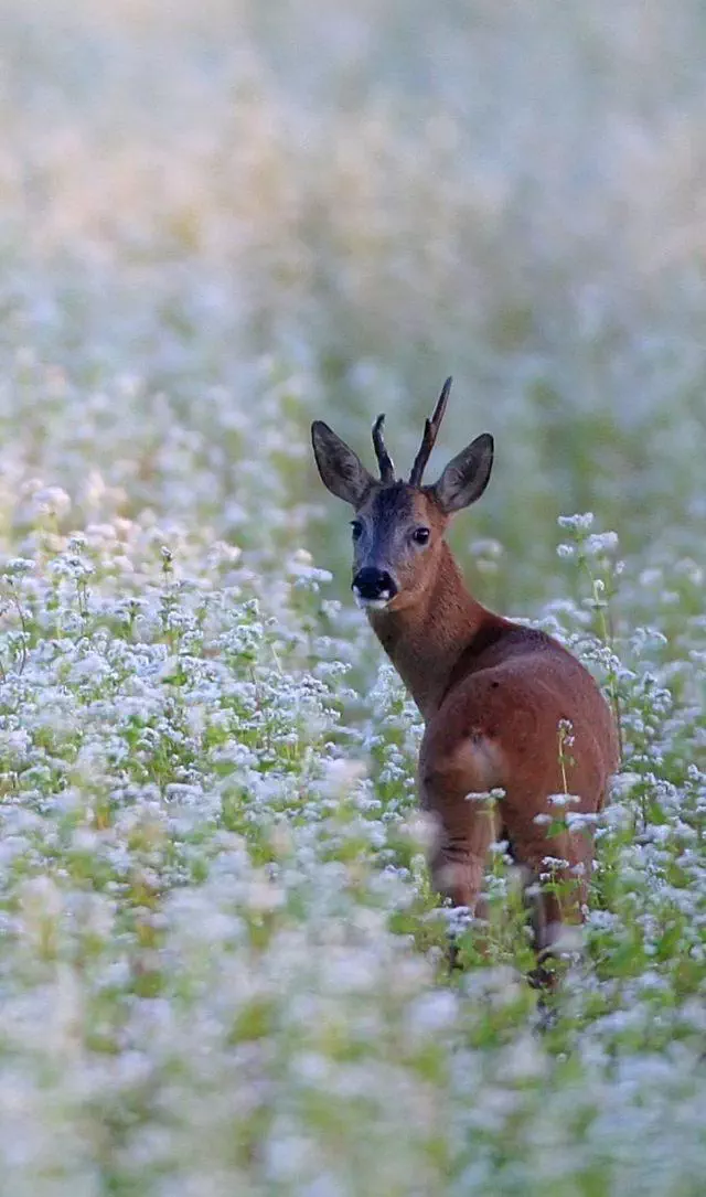 Chevreuil brocard dans un champs de fleurs