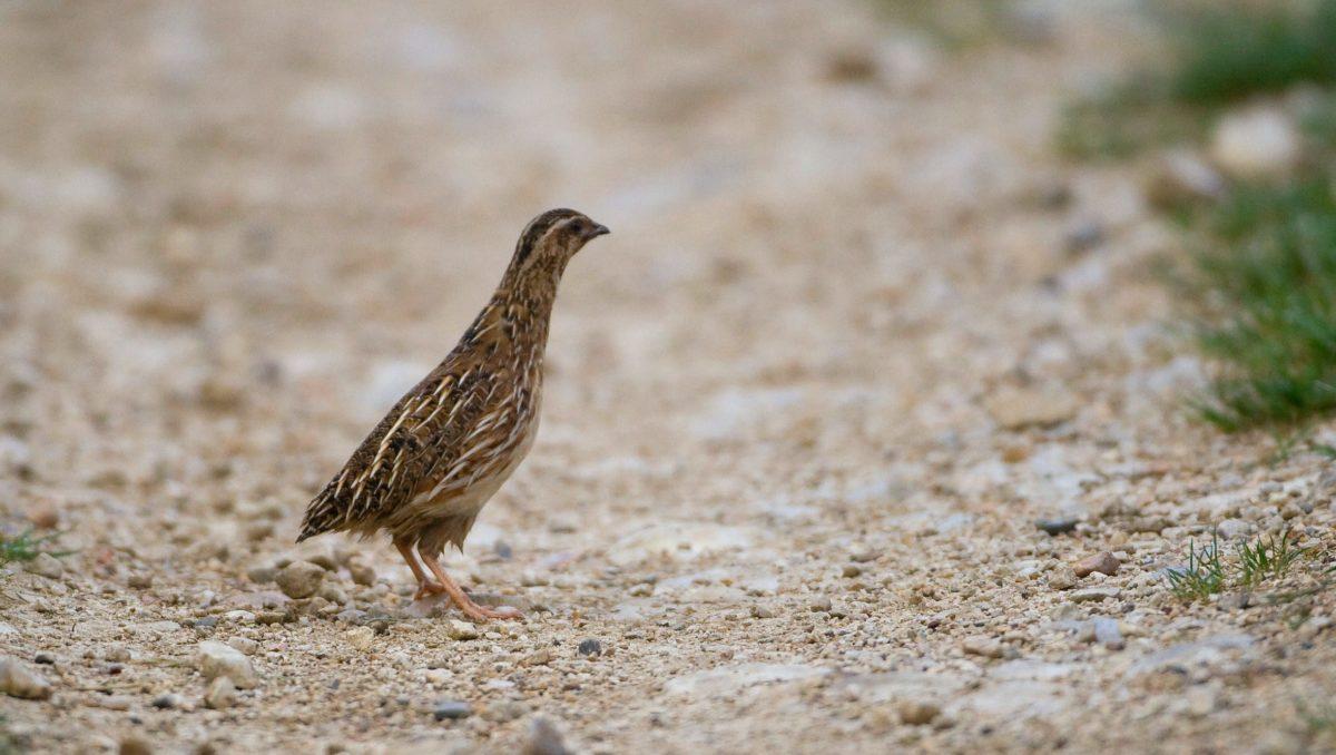 protection petite faune sauvage : caille des blés