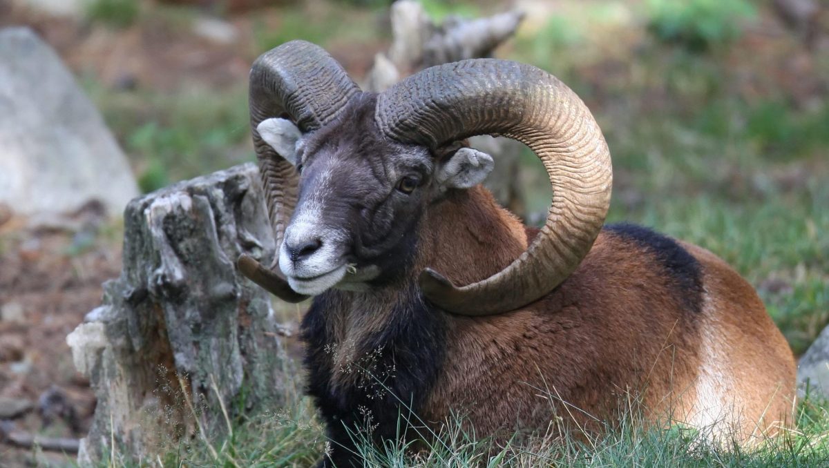 photo Mouflon couché montagne