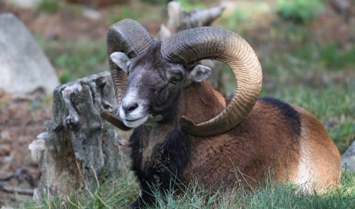 photo Mouflon couché montagne