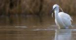 un oiseau pêche un poisson dans un étang