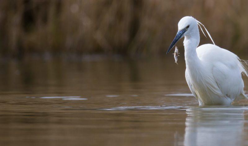 un oiseau pêche un poisson dans un étang