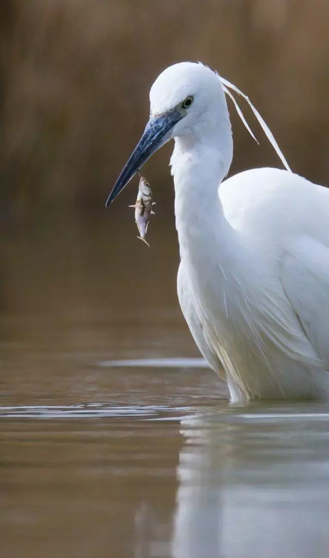 un oiseau pêche un poisson dans un étang