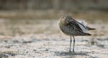 oiseau avec son bec dans ses plumes