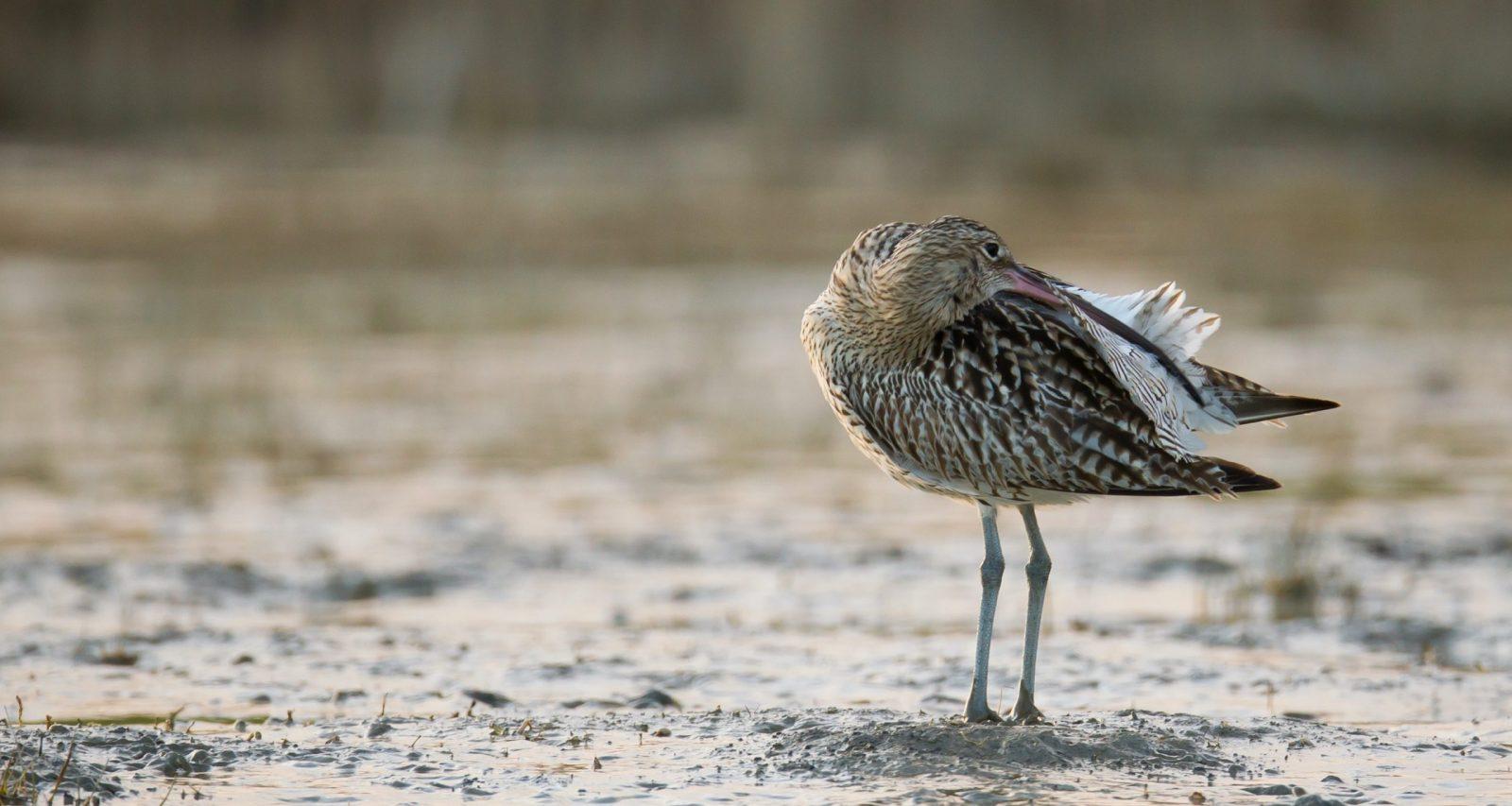 oiseau avec son bec dans ses plumes