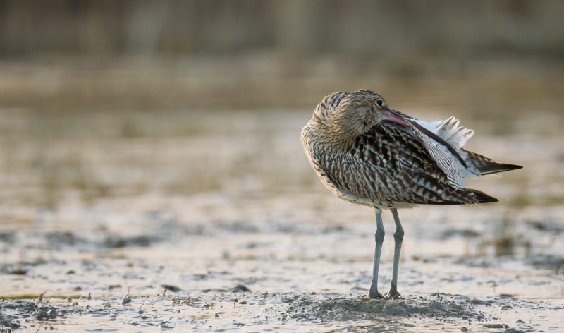 oiseau avec son bec dans ses plumes