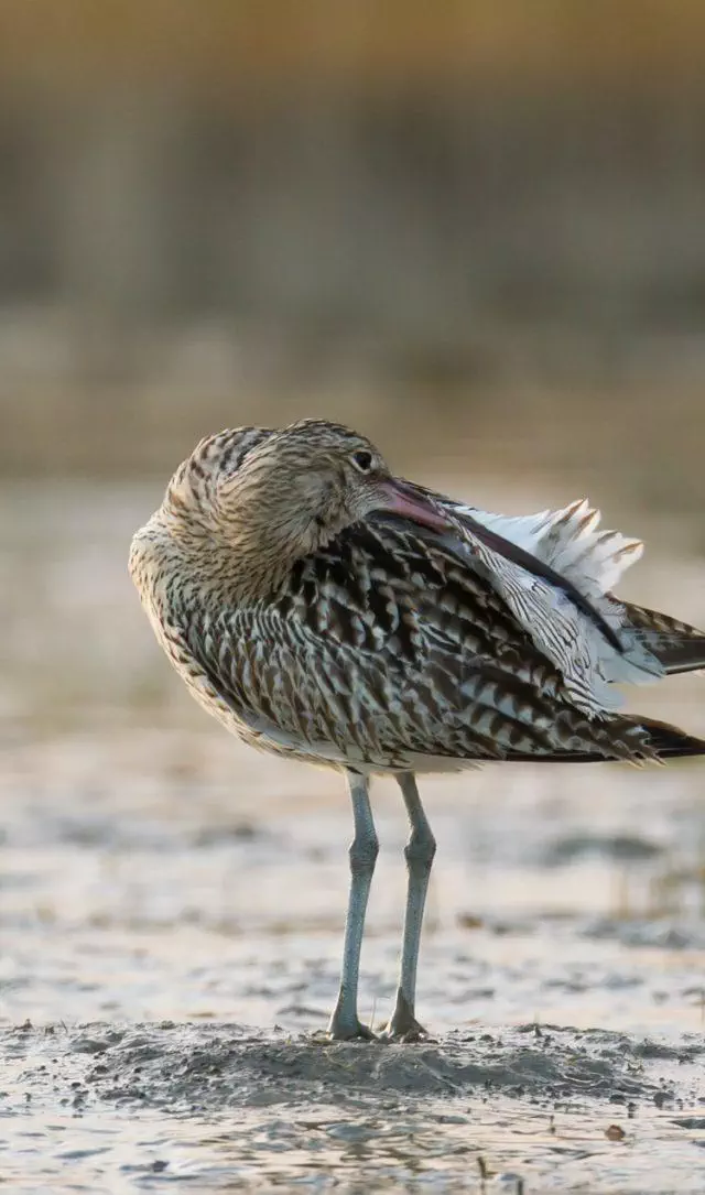 oiseau avec son bec dans ses plumes