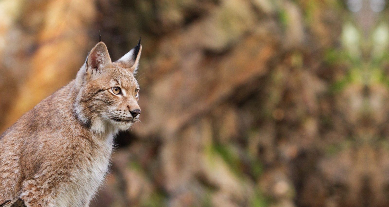 lynx grand prédateur en France