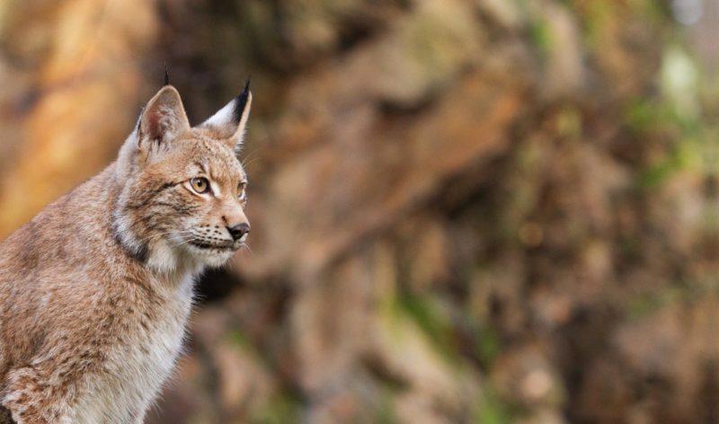 lynx grand prédateur en France