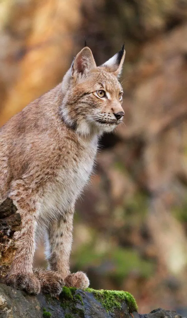 lynx grand prédateur en France