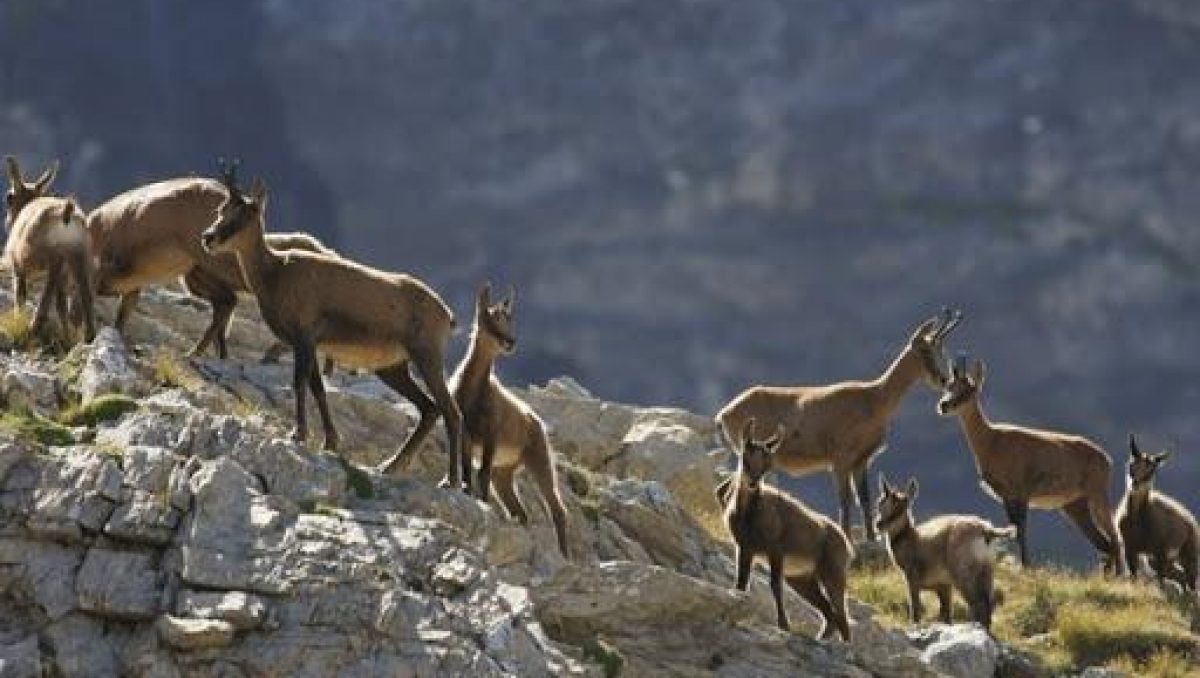 isard groupe congénères en montagne