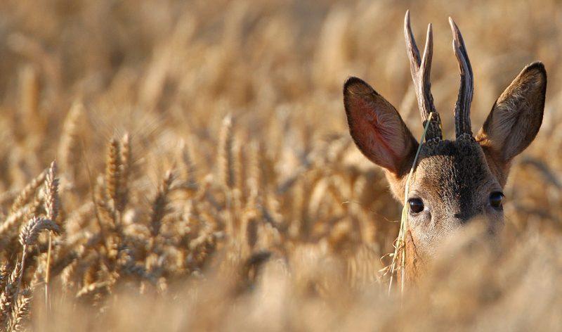 un chevreuil brocard dans un champs