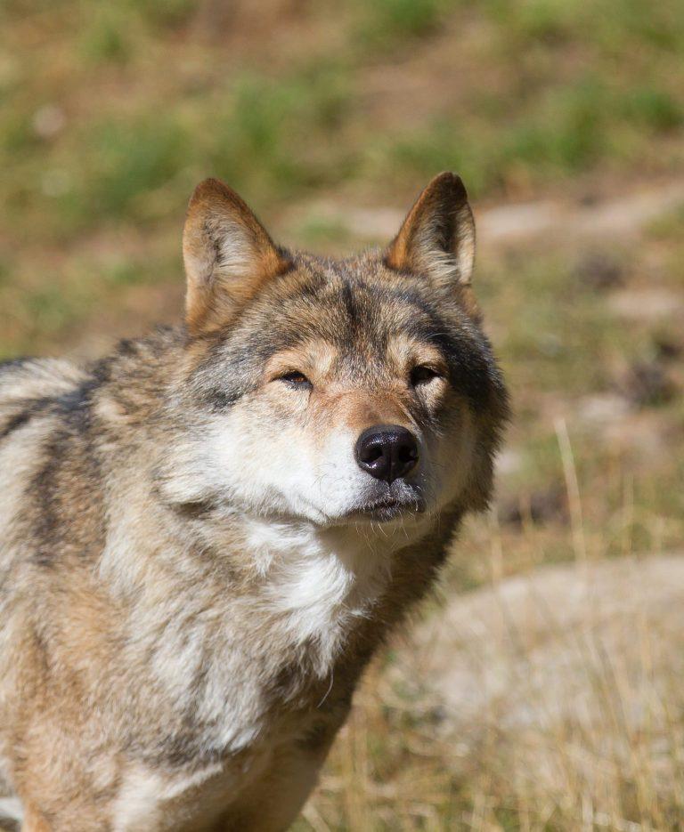 Loup en france grand prédateur